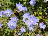1000 CHICORY (Blue Daisy / Blue Sailors / Coffeeweed / Succory) Cichorium Intybus Flower Herb Seeds