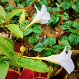 5 CHILEAN JASMINE / MANDEVILLA Laxa White Fragrant Flower Vine Seeds