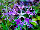 1000 FRINGED PINKS DIANTHUS Superbus White Pink Purple Flower Seeds