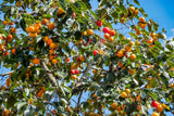 5 JAPANESE PERSIMMON Tree Asian Diospyros Kaki Orange Red Fruit Flower Seeds