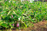30 Pandora STRIPED ROSE EGGPLANT Solanum Melongena White Fruit Vegetable Seeds