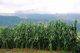 60 BICOLOR CORN DELECTABLE Yellow & White Zea Mays Vegetable Seeds