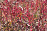 100 SHEEP SORREL Rumex Acetosella Red Field Sorrel Sour Weed Herb Flower Seeds