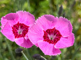 550 MAIDEN PINKS Mixed Colors Dianthus Deltoides Flower Seeds