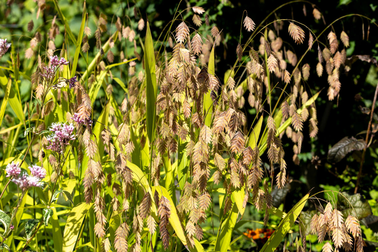 100 NORTHERN SEA OATS Grass Inland Chasmanthium Seeds
