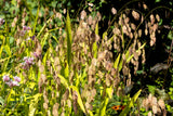 100 NORTHERN SEA OATS Grass Inland Chasmanthium Seeds