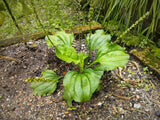 1000 CHINESE PLANTAIN Plantago Asiatica Herb Flower Seeds