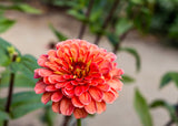 250 SALMON QUEEN ZINNIA Elegans California Giant Double Flower Seeds