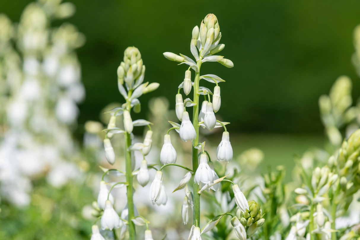 10 WHITE AFRICAN HYACINTH aka Cape or Giant Summer / Spire Lily - Ornithogalum Candicans / Galtonia / Hyacinthus Flower Seeds