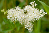 20 QUEEN of the MEADOW Filipendula Ulmaria Meadowsweet Native Prairie Fragrant White Flower Seeds