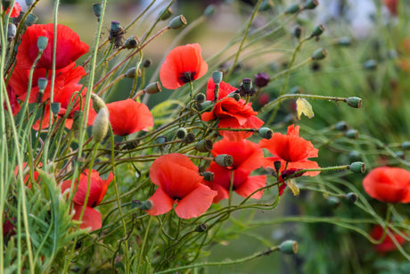 250 Red LONG POD POPPY Papaver Dubium Long Headed Blindeyes Flower Seeds