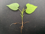 10 White CHRISTMAS VINE Turbina Flower Rivea Ipomoea Corymbosa Seeds