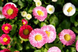 100 MIXED Colors ENGLISH DAISY Bellis Perennis Flower Seeds