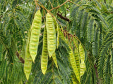 25 MIMOSA / Persian SILK TREE Albizia Julibrissin Seeds
