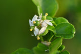 15 KEY LIME Citrus Aurantifolia Fruit Tree Shrub Seeds