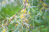 10 AMERICAN SILVERBERRY Elaeagnus Commutata aka Wolf Willow Wolfberry Wild Olive Berry Fruit Shrub Seeds