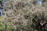 50 RED FLOWERING EUCALYPTUS Sideroxylon Mugga Ironbark Tree Seeds