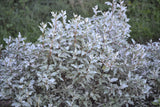 10 AMERICAN SILVERBERRY Elaeagnus Commutata aka Wolf Willow Wolfberry Wild Olive Berry Fruit Shrub Seeds
