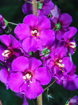 50 VIOLETTA VERBASCUM Phoeniceum Purple Mullein Nectar Flower Seeds