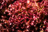 3000 Leaf Lettuce RED SALAD BOWL Lactuca Sativa Vegetable Seeds