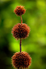 25 KLIP DAGGA (Lions Ear / Lions Tail / Wild Klip Dagga) Leonotis Nepetifolia Flower Seeds