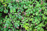 10 Dwarf CREEPING SNOWBERRY Shrub White Pink Flower Symphoricarpos Mollis Seeds