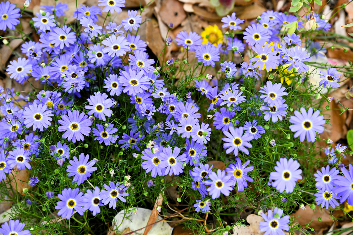 200 Purple Mix SWAN RIVER DAISY Brachyscome Iberidifolia Flower Seeds