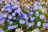 200 Purple Mix SWAN RIVER DAISY Brachyscome Iberidifolia Flower Seeds