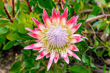 5 Giant KING PROTEA Cynaroides Sugarbush Rare 12" Flower Seeds