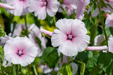200 ROSE MALLOW MIX (Bush Mallow) Hibiscus Lavatera Trimestris Flower Seeds