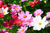 350 COSMOS SENSATION MIX Mixed Colors Cosmos Bipinnatus Flower Seeds