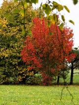 20 Tatarian FLAME MAPLE TREE Red Acer Tataricum Seeds