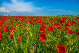 1000 Red AMERICAN LEGION (Corn / Shirley / Flanders) POPPY Papaver Rhoeas Flower Seeds