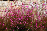 100 Pink GAURA WHIRLING BUTTERFLIES Gaura Biennis Flower Seeds