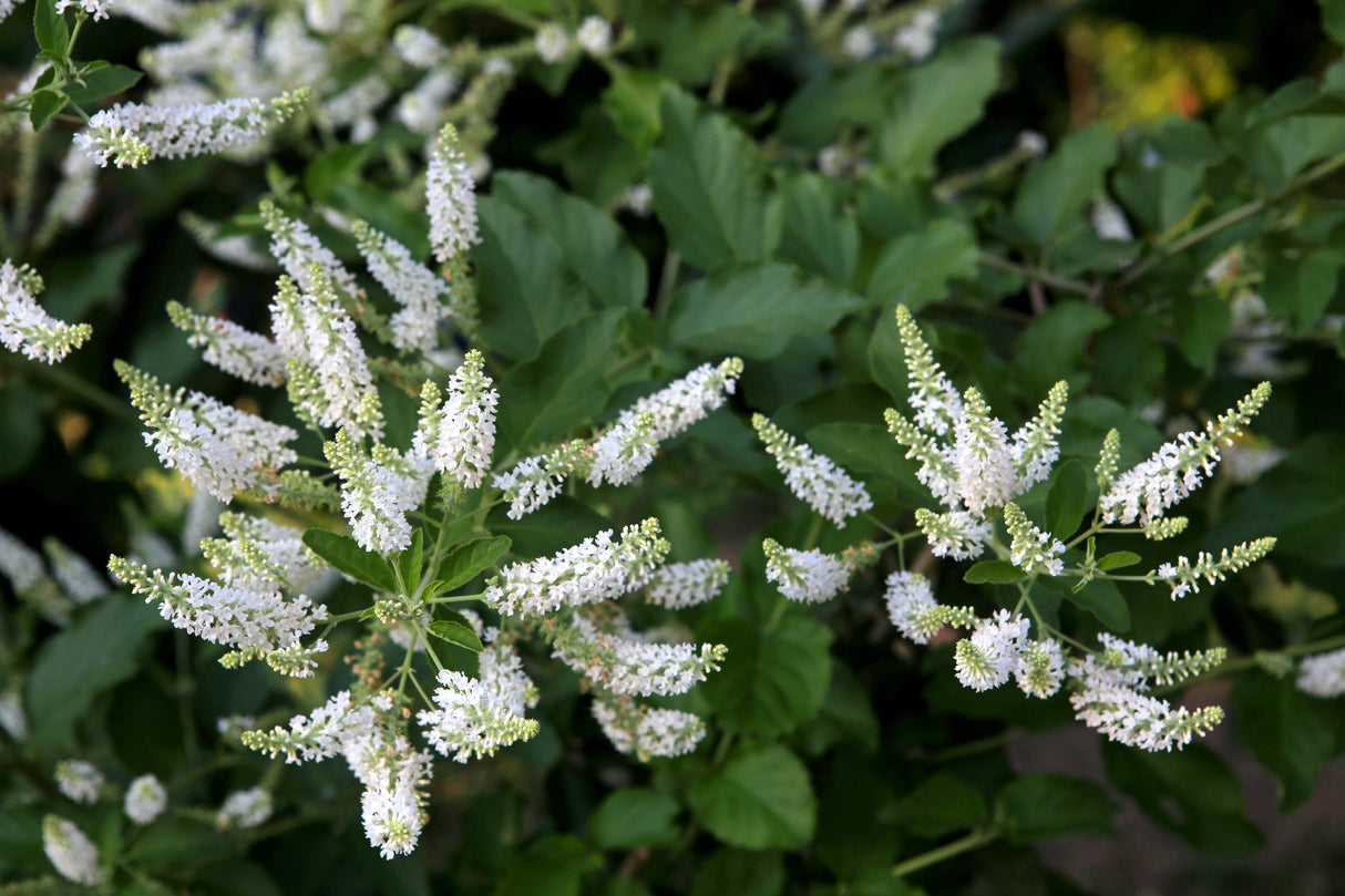 50 WHITE BUTTERFLY BUSH Buddleja Davidii Flower Seeds