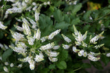 50 WHITE BUTTERFLY BUSH Buddleja Davidii Flower Seeds