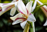 10 Seeds GIANT HIMALAYAN LILY Cardiocrinum Giganteum White & Red Shade Flower