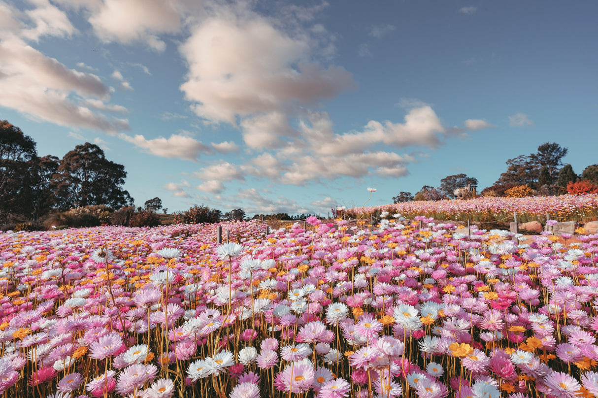100 MIXED DOUBLE ACROCLINIUM Paper Daisy Helipterum Roseum Rhodanthe Flower Seeds