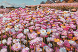 100 MIXED DOUBLE ACROCLINIUM Paper Daisy Helipterum Roseum Rhodanthe Flower Seeds