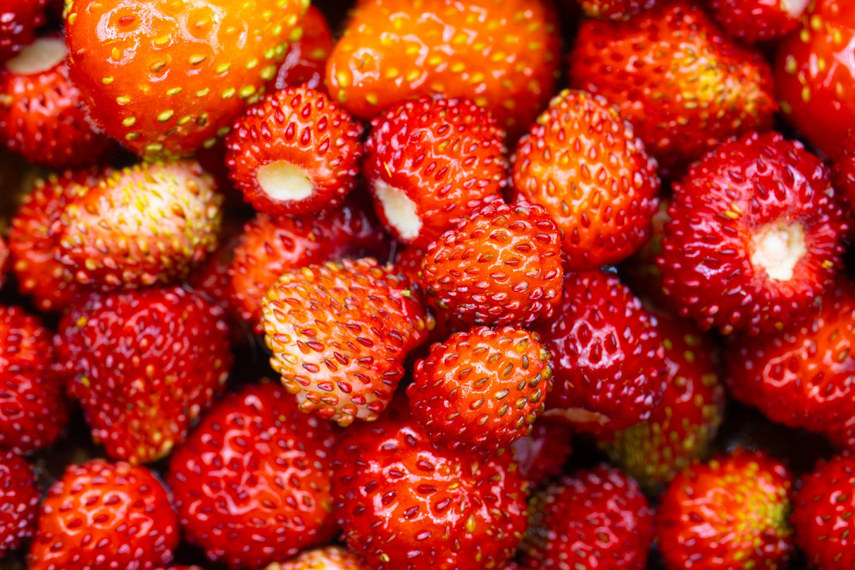 100 VESCA BARON STRAWBERRY Solemacher Berry Fragari Fruit Seeds