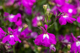 200 ROSAMOND LOBELIA Erinus Carmine Red & White Flower Seeds