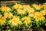 50 AURORA YELLOW AMARANTHUS Tricolor Josephs Coat Flower Seeds