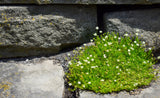 50 IRISH MOSS Groundcover Heath Pearlwort Sagina Subulata White Flower Seeds