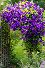 10 MIXED HYBRID CLEMATIS Hybrida Red Purple Pink Blue Bicolor Flower Vine Seeds