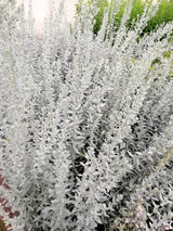 200 PRAIRIE SAGE (Wormwood / Fringed Sagebrush / Sagewort) Artemisia Ludoviciana Flower Seeds