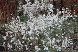 100 LUNARIA Biennis ( MONEY PLANT / Silver Dollar / Honesty / Moonwort / L Annua ) Flower Seeds