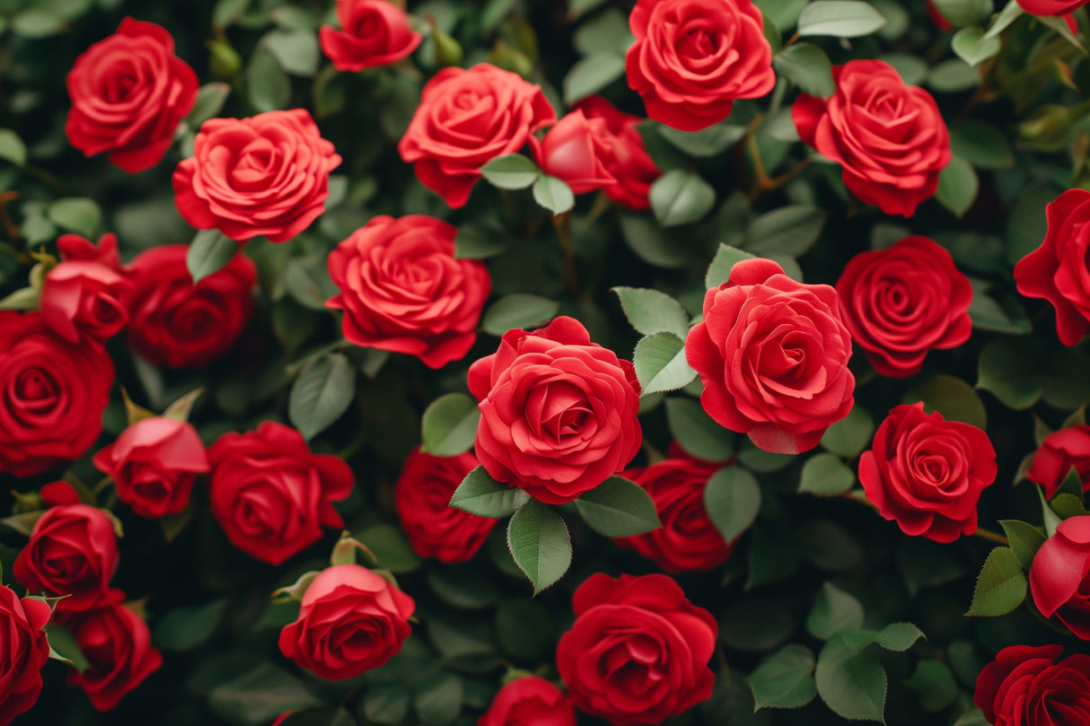 5 RED ROSE Rosa Bush Shrub Perennial Flower Seeds