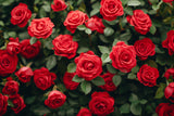 5 RED ROSE Rosa Bush Shrub Perennial Flower Seeds
