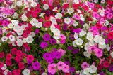 250 Mixed Colors DWARF PETUNIA Pink Red Purple White Bicolor Flower Seeds