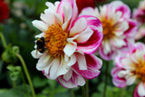 50 EARLY BIRD DAHLIA Mixed Colors Flower Seeds